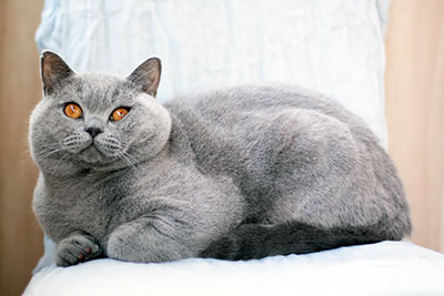 Британские кошки голубого окраса