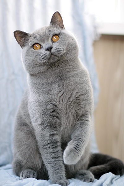 Стоковые фотографии по запросу Британский котенок