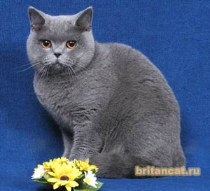 британский кошка Коломбина