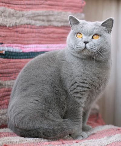 ������� ���������� ����� ��������