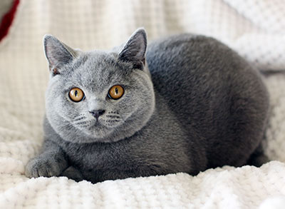 Британская голубая кошка: подборка картинок