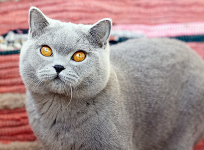 ������ ���������� ����� ��������