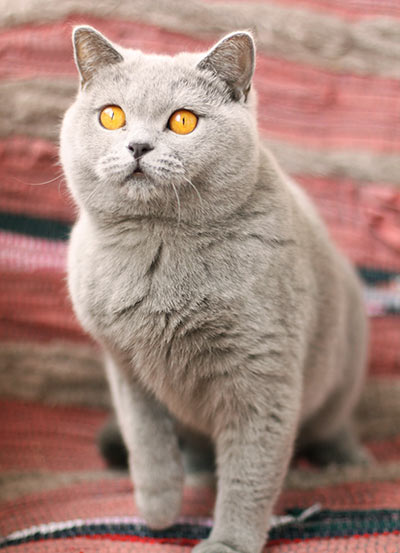 ������ ���������� ����� ��������