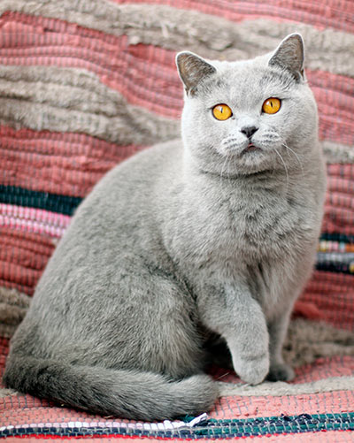 ������ ���������� ����� ��������