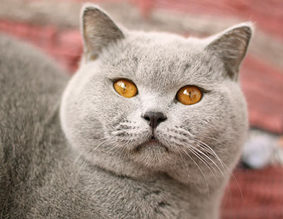 ������ ���������� ����� ��������