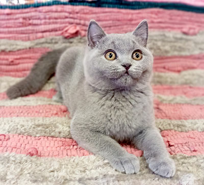 ������ ���������� ����� ��������