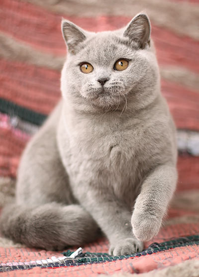 ������ ���������� ����� ��������