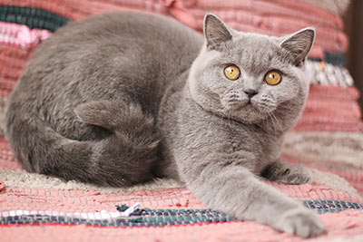 ������ ���������� ����� ��������