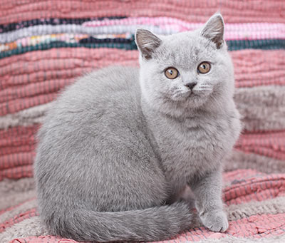 ������ ���������� ����� ��������