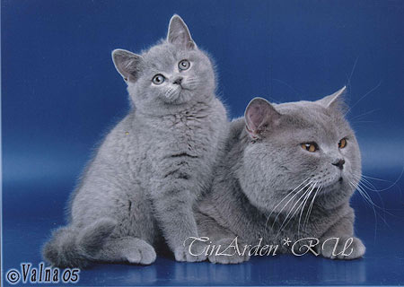Британские котята - продажа.Купить британского котенка в питомнике в Москве. Британские кошки и коты.