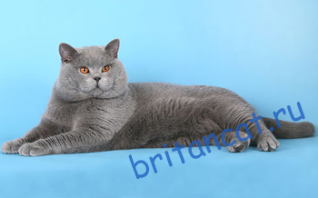 британский мордатый кот