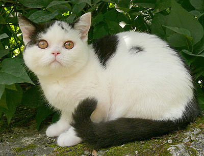 British cat black and white

