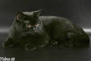 черная британская кошка