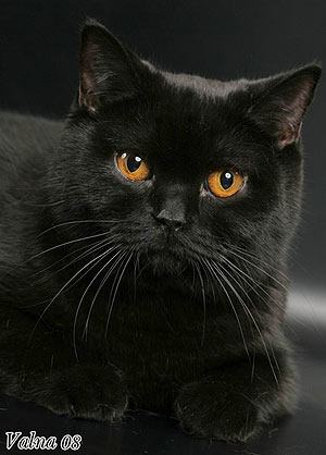 Британская черная кошка.