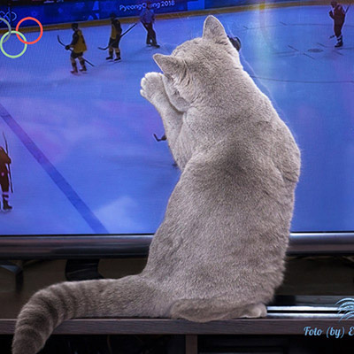 Олимпиада - 2018, финал,<br>британский котик  Just Enjoy Broadway болеет за Россию!<br>(фото Елены Кабайкиной, пит-к Biscuit Cat)

