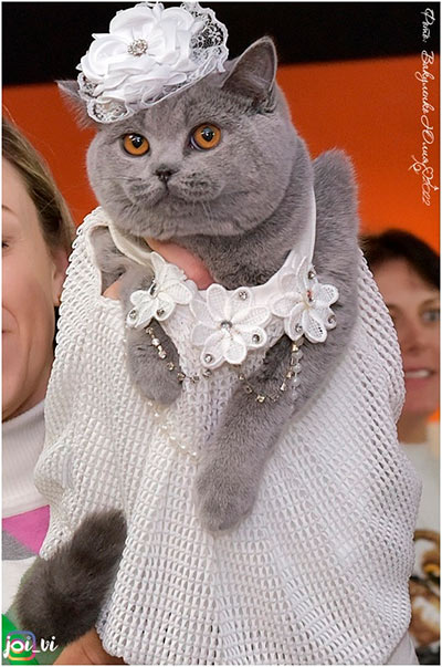 Собралась я девки замуж...<br>(Фото Вакуленко Юлия,британская кошка Infiniti Pride*RU,г.Ростов-на-Дону)
